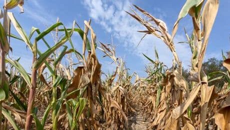 Klimawandel: Uno-Wetterbehörde WMO rechnet mit Rekordtemperaturen in kommenden Jahren
