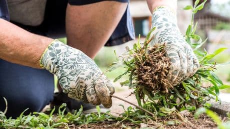 Kraut & Dübel: Roundup Unkrautvernichter für 20 statt 29 Euro: Top Garten-Angebote am Montag
