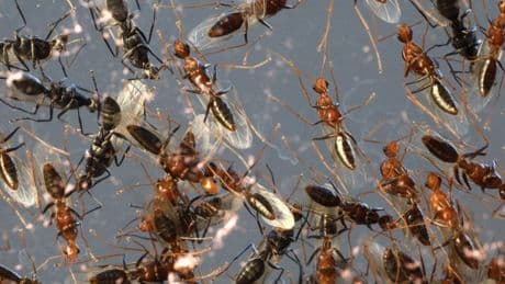Flying Ant day 2025 – everything you wished you didn’t have to know