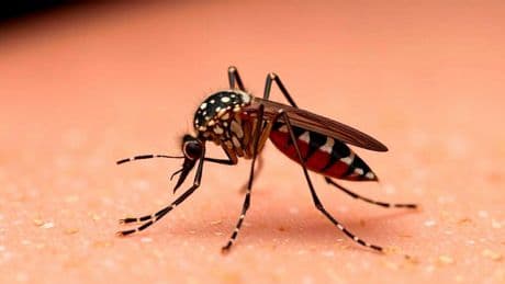 Chikungunya : faut-il avoir peur du vaccin ?