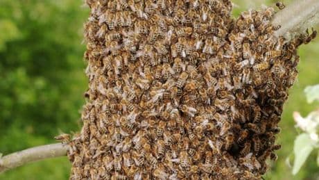 Lastwagen mit Bienen: Wie viele Bienen passen in einen Truck?
