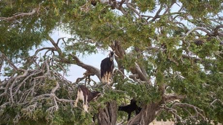 The beauty industry loves argan oil. But demand, and drought, are straining Morocco and its trees