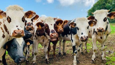 En pleno debate sobre si los zoos tienen sentido, alguien ha tenido una idea en Valladolid: abrir uno solo con vacas