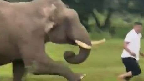Dieses Selfie hätte er nicht machen sollen - Elefant zieht Touri die Hose aus