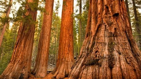 Google engineer killed by falling tree branch while hiking in Yosemite National Park: ‘Just unimaginable’