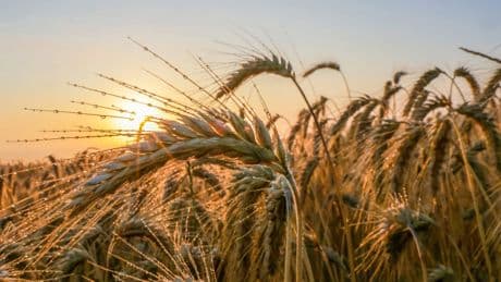 1,5 Grad am Gerichtshof: Wenn Richter den Klimafleiß schüren