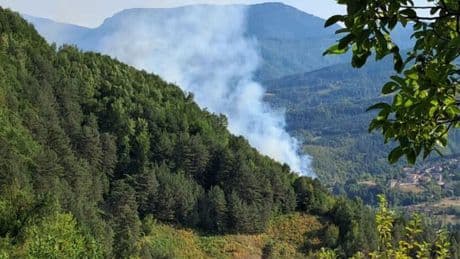 Sinop'ta ormanlık alanda örtü yangını