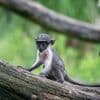 Viele neue Tierbabys: Nachwuchs für bedrohte Affen im Tierpark Berlin