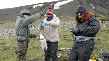 La mujer que analiza la personalidad de los pingüinos