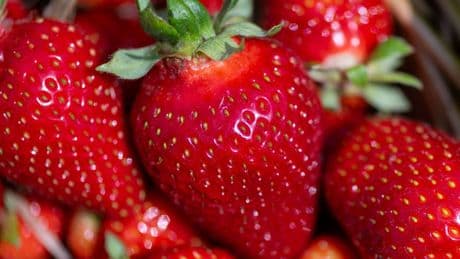 Erdbeeren aus Sachsen: Obstbauern in Sachsen hoffen auf bessere Erdbeersaison