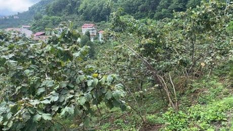 Doğu Karadeniz’den 6 ayda 1,4 milyar dolarlık fındık ihracatı