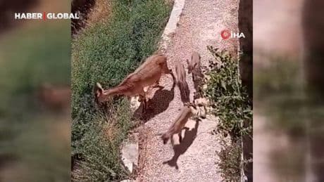 Elazığ'da anne ve yavru dağ keçileri yiyecek ararken görüntülendi