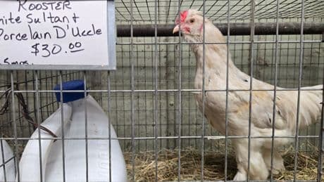 An experimental bird flu vaccine just saw success in trial — here’s when it could be used to save poultry