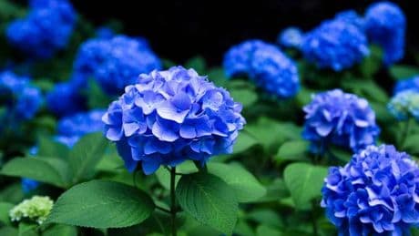 Gardeners urged to use one thing to ensure their blue hydrangeas stay blue