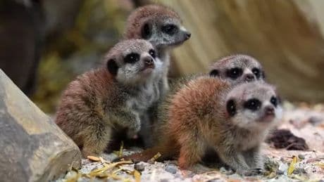 Four adorable meerkat pups born at Blair Drummond Safari Park settling into surroundings
