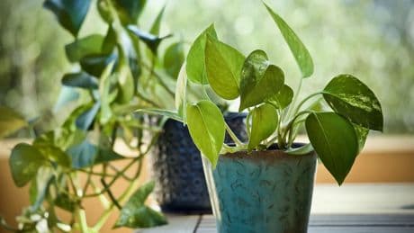 La ciencia desvela cuál es la planta capaz de eliminar las sustancias cancerígenas del aire