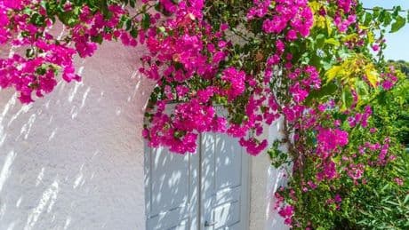 Add a lavish Mediterranean plant to your patio as this Bougainvillaea tree plummets to £25