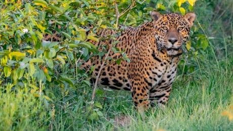 En Argentine, une condamnation exemplaire pour chasse illégale de jaguar