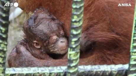 Ecco Ade: il cucciolo di orango nato sull'isola di Sumatra