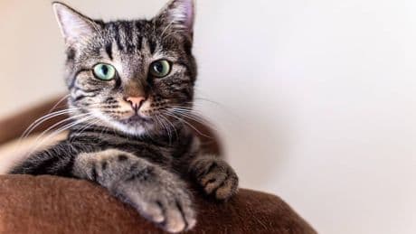 Demenza, anche i gatti possono svilupparla: lo studio che apre nuove strade per le cure