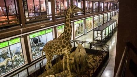 El museo de animales de Castellón que busca inspiración en Washington
