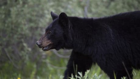 Warning issued for part of Banff National Park after bear makes ‘contact with a tent’
