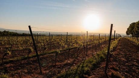Wetter: Bis zu 38 Grad in Rheinland-Pfalz und im Saarland erwartet