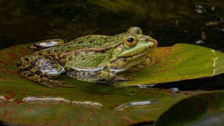 Condenado a pagar 30.000 euros por el croar de las ranas de su estanque