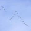 Mais comment les oiseaux migrateurs font-ils pour retrouver leur chemin dans le ciel ?
