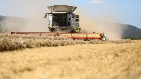 Mähdrescher unterwegs: Gerste, Raps und Weizen – Getreideernte im Südwesten beginnt