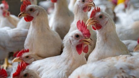Tavuk eti hormonal dengeyi bozdu mu? 'Erkekleri dişileştiriyor' iddialarına yanıt