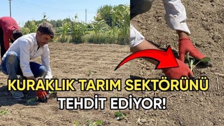 Kuraklık alarmı: Kuyularda su bitti, üretim durma noktasına geldi! Tarım sektörü tehlikede