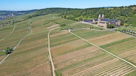 Krise im Rheingau: Weinberge verwildern, Zukunft des Weinbaus ungewiss