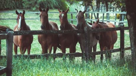 Mutilations de chevaux en Normandie: un homme interpellé après une série d'attaques