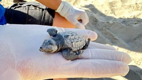 Una tortuga marina desova en la playa del Carregador de Alcossebre y varias crías son encontradas en la arena