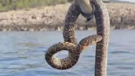 Ibiza snake panic as six-foot reptiles invade seas around holiday island