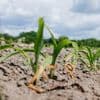 Regen reicht einfach nicht: Es könnte der trockenste Frühling seit 1881 werden