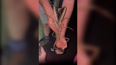 Descubren el insecto más pesado de Australia, con 44 gramos, como una pelota de golf