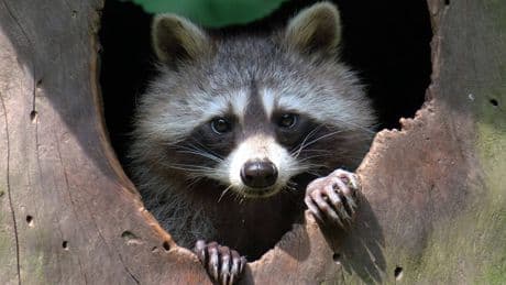 Waschbär-Alarm: Tier-Entführung scheitert – Polizei alarmiert
