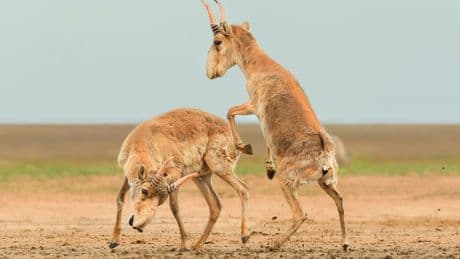Drohende Käfer und kämpfende Antilopen