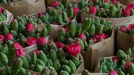 Isparta'da üretilen karanfiller Avrupa'ya ihraç ediliyor