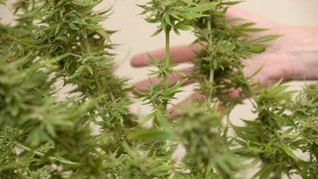Cannabis-Forschung: Schmerzlinderung ohne Suchtgefahr?