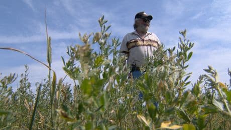 Interlake cattle producers concerned by dry conditions