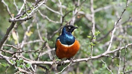 These birds form life-long friendships just like humans, study finds