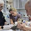 Cheetah cubs destined for illegal exotic wildlife trade rescued in Somaliland