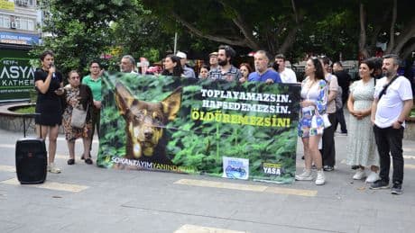 Adana’daki hayvan hakları savunucuları: Katliam yasasını tanımıyoruz!