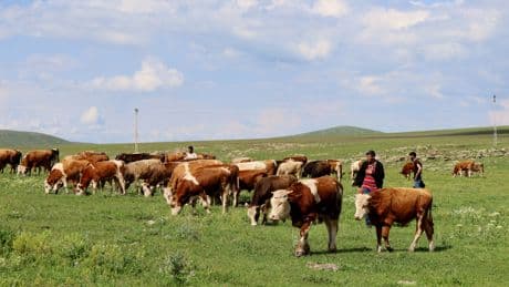 Hakkari'de şap hastalığı nedeniyle hayvan hareketleri yasaklandı