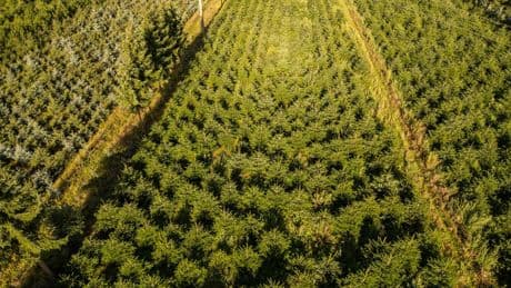 Weihnachtsbäume: Frost, Trockenheit, höhere Kosten: Tannenbäume werden teurer