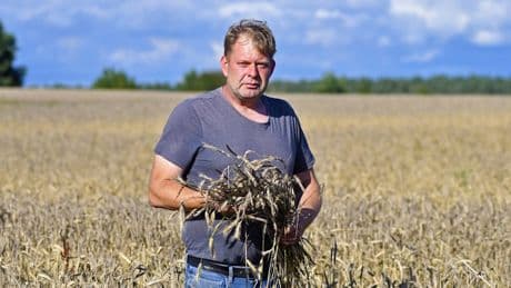 Bauer verzweifelt an Wetter - „Der Dauerregen hat meine Ernte vernichtet“