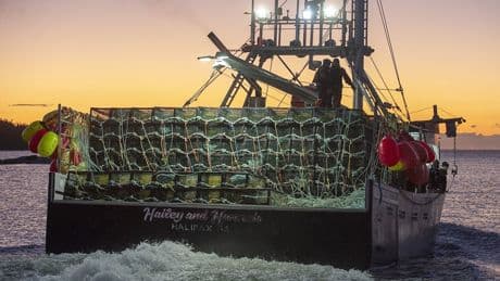 Fishery officers in Nova Scotia seize more than 1,000 lobster traps, make arrests